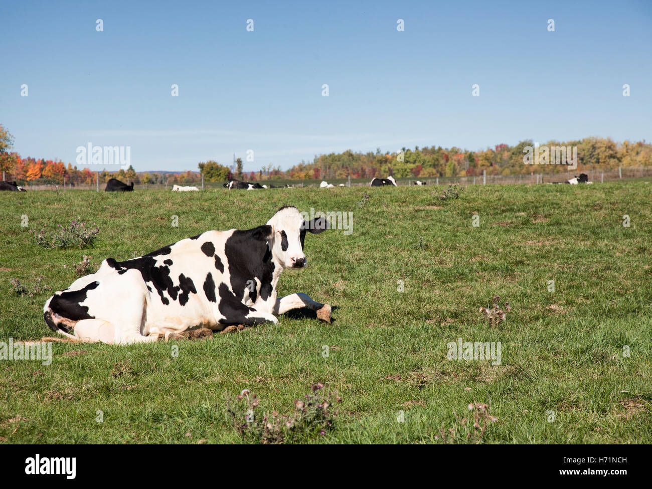 Noir blanc vache jersiaise automne automne champ portant les couleurs des arbres herbe vert la ferme des animaux d'élevage de boeuf de l'alimentation de l'agriculture lait Banque D'Images