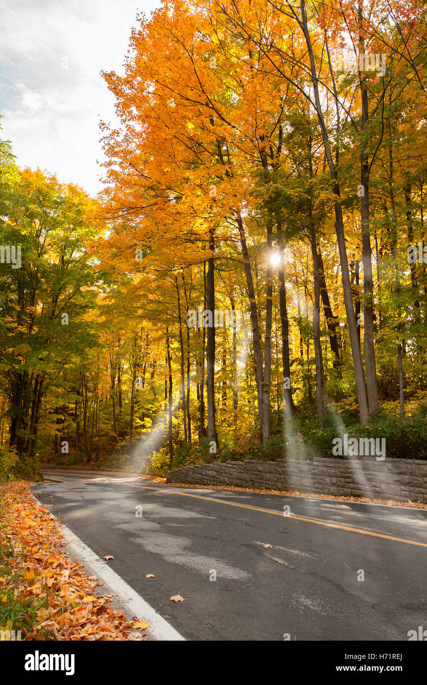 Sunbeam brille à travers les arbres pendant l'automne de l'automne au canada Banque D'Images