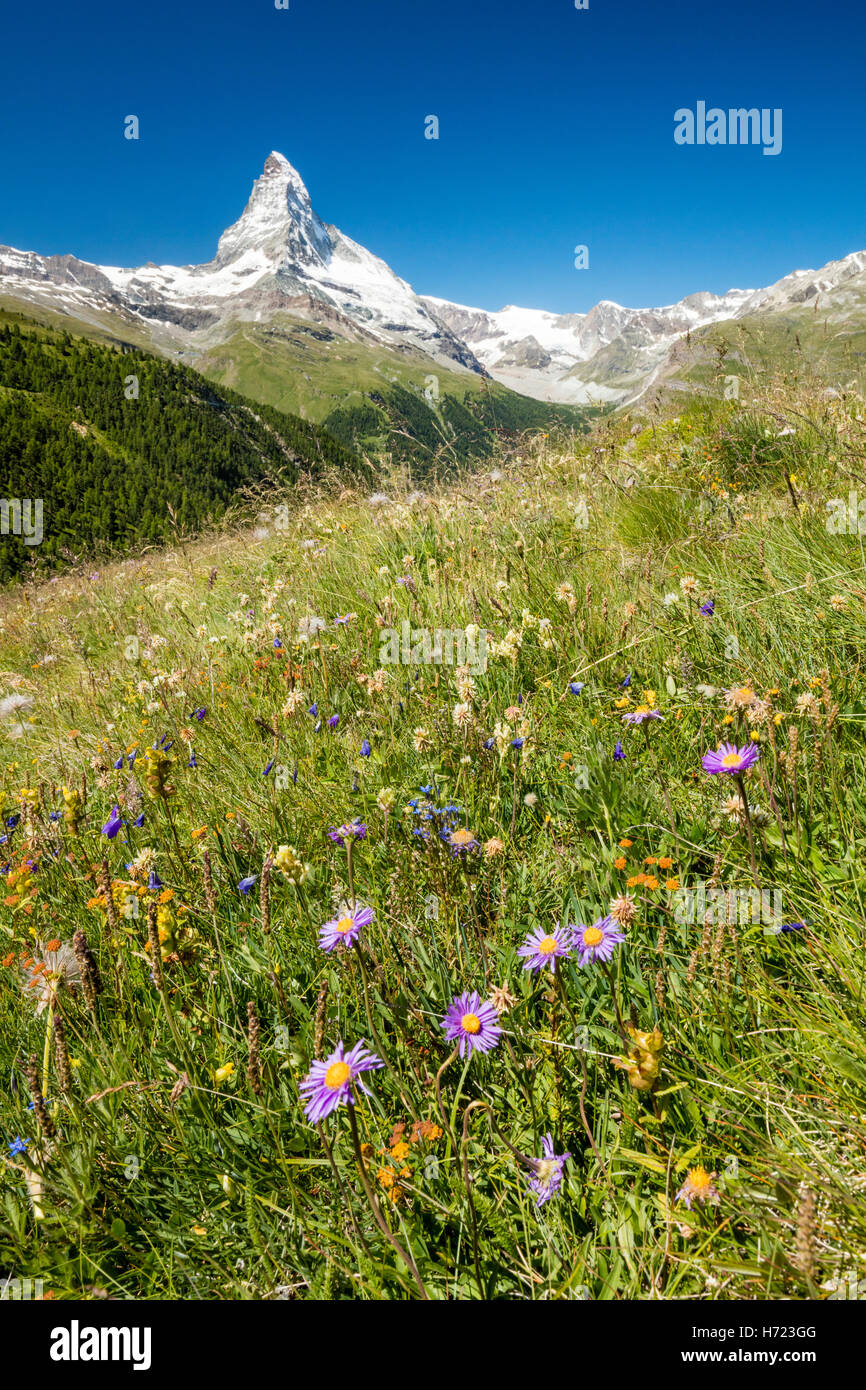 Pré de fleurs sauvages sous le Matterhorn, Zermatt, Valais, Alpes valaisannes, Suisse. Banque D'Images