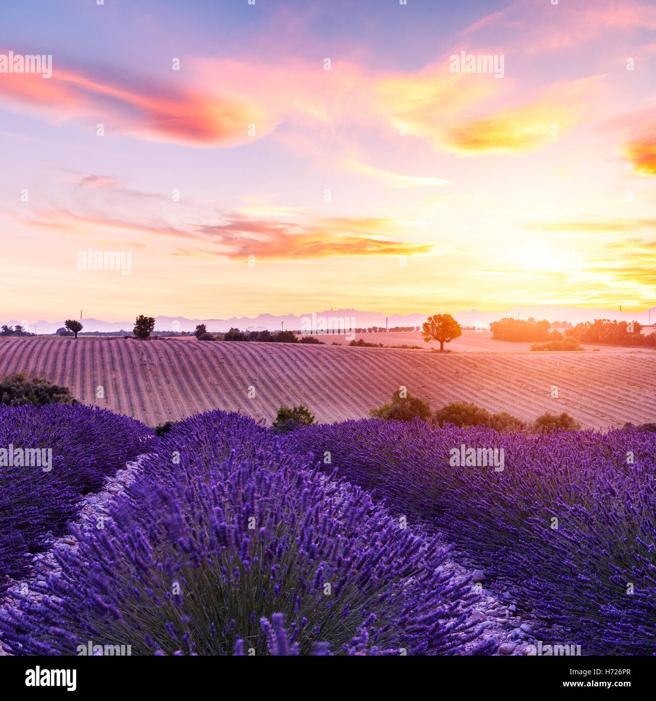 Champ de lavande au coucher du soleil d'été paysage près de Valensole.Provence,France Banque D'Images