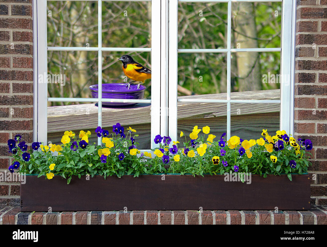 L'oriole de Baltimore sur plat violet dans chambre avec fenêtre pensées en boîte à fleurs Banque D'Images