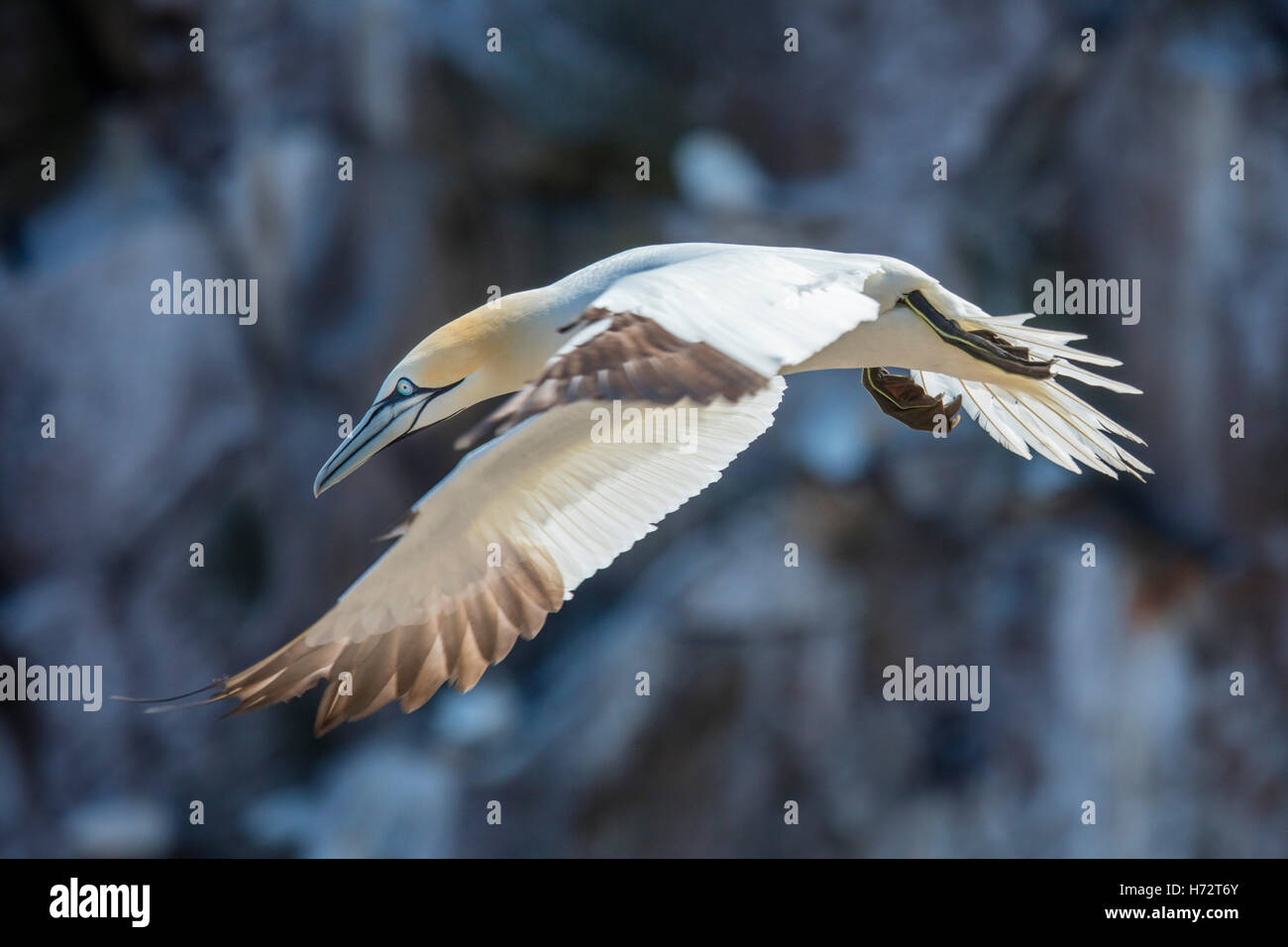 Flying gannet, Great Saltee Island, dans le comté de Wexford, Irlande. Banque D'Images
