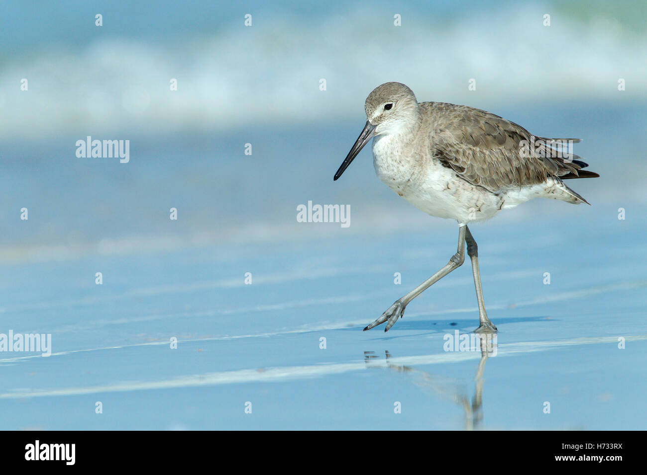 Willet (Tringa semipalmata) reposant sur le rivage de la ligne de marée, Florida, USA Banque D'Images