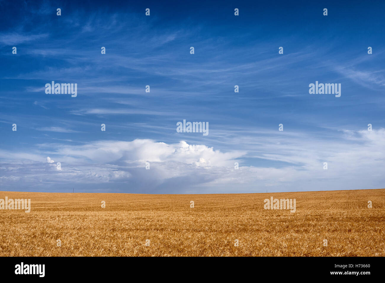 Western Victoria, les cultures de céréales prêtes à moissonner avec approche de l'orage. Banque D'Images