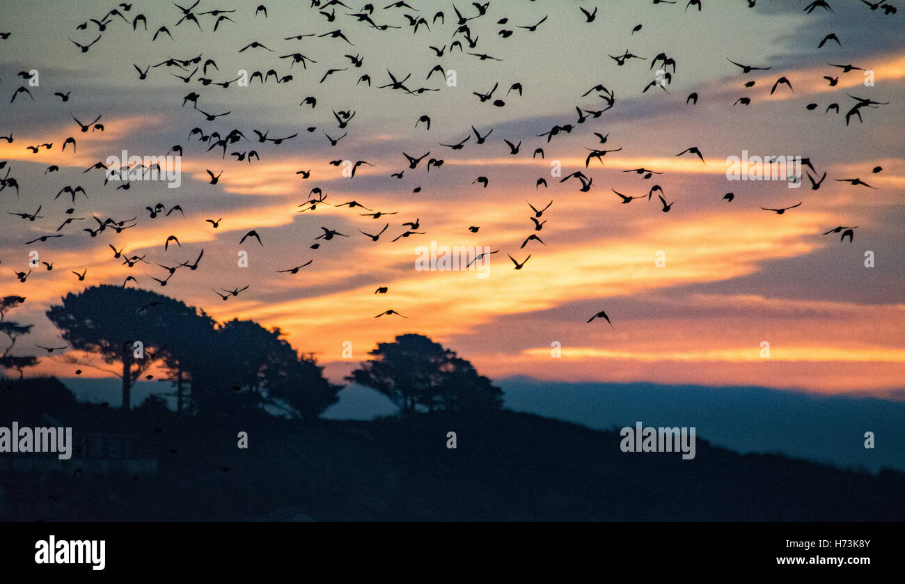 Marazion, Cornwall, UK. 2e novembre 2016. Météo britannique. L'étourneau de quitter le perchoir nuit à Cornwall Marazion Marsh, au lever du soleil. Crédit : Simon Maycock/Alamy Live News Banque D'Images