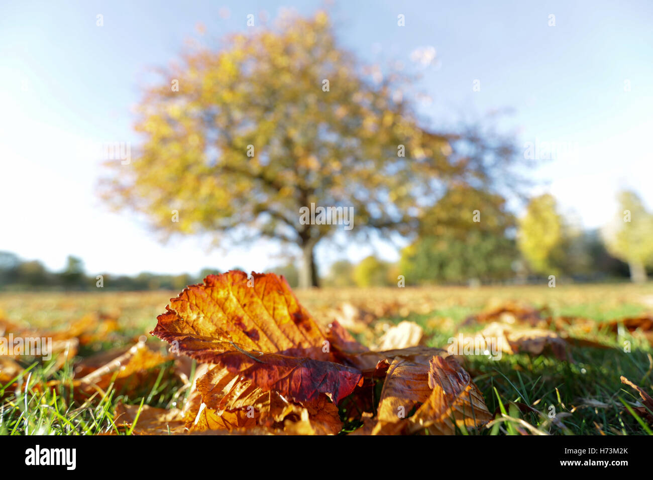 London, UK 2 Novembre, 2016. Beau matin d'automne à Clissold Park, Stoke Newington, Londres, Royaume-Uni. Copyright Carol Moir/Alamy Live News. Banque D'Images