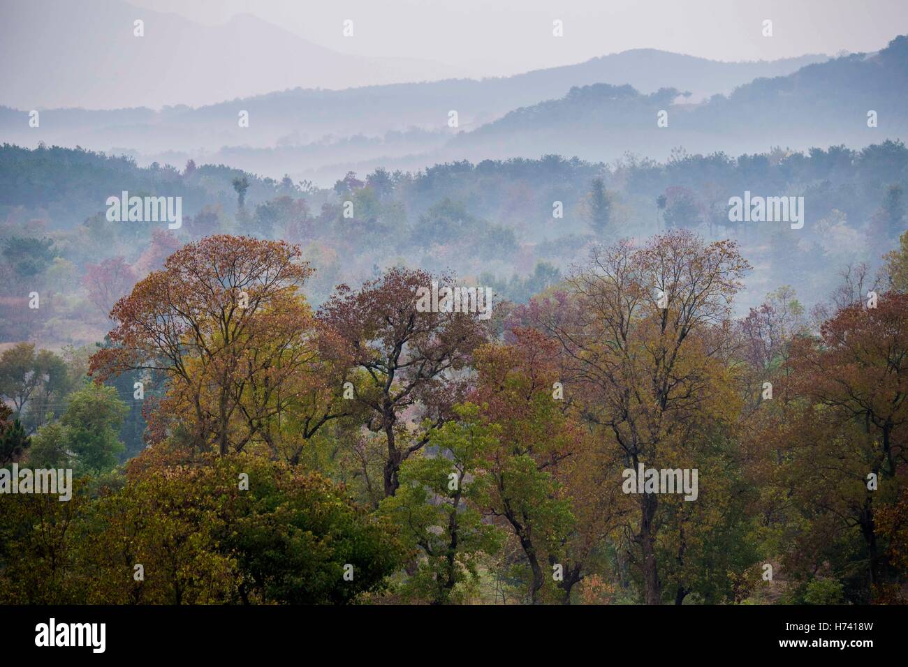 Dawu. 2e Nov, 2016. Photo prise le 2 novembre 2016 montre des arbres dans le suif chinois Beishan Village de Dawu, comté de la province du Hubei en Chine centrale. L'Arbre à suif chinois Sapium sebiferum, connu sous le nom d'un point de vue scientifique, est un bon matériau pour les meubles, et sa résine et peut produire de l'huile pour l'usage industriel. © Du Huaju/Xinhua/Alamy Live News Banque D'Images