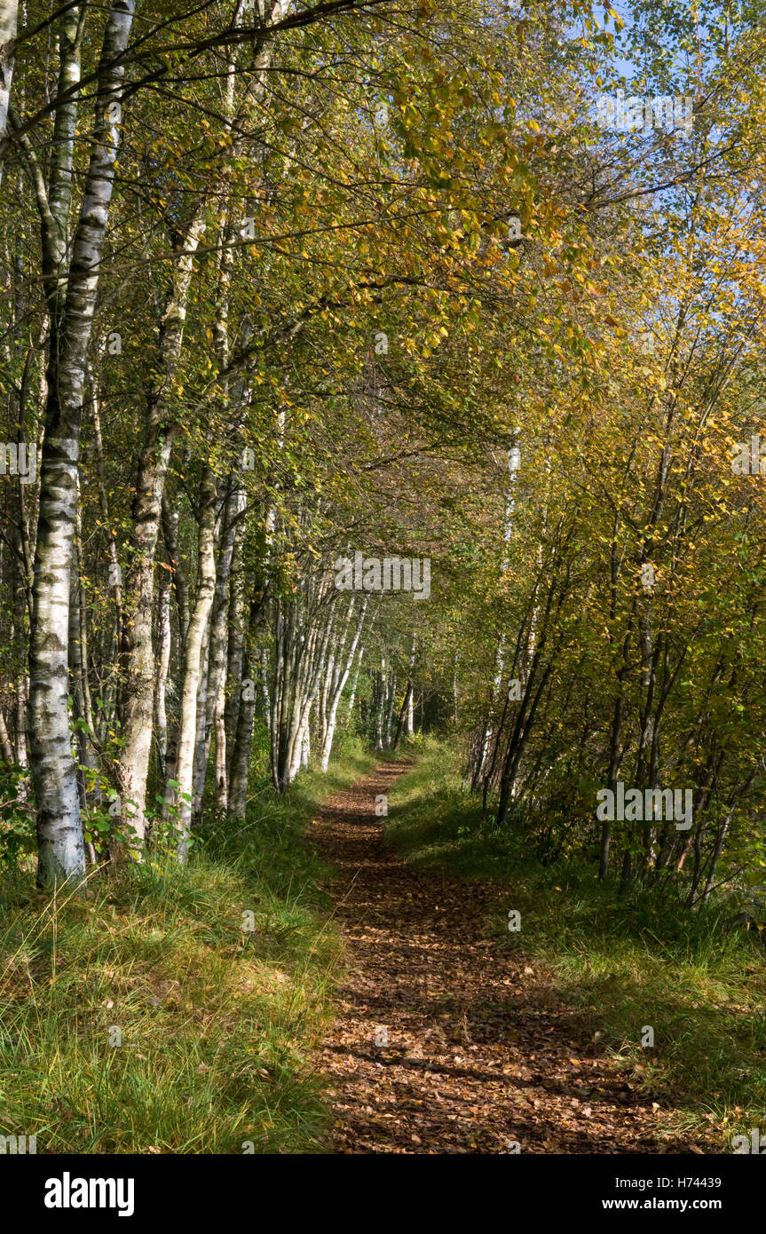 Chemin à travers la forêt de bouleaux dans le Venner Moor Naturschutzgebiet réserve naturelle, région de Münster, Rhénanie du Nord-Westphalie Banque D'Images