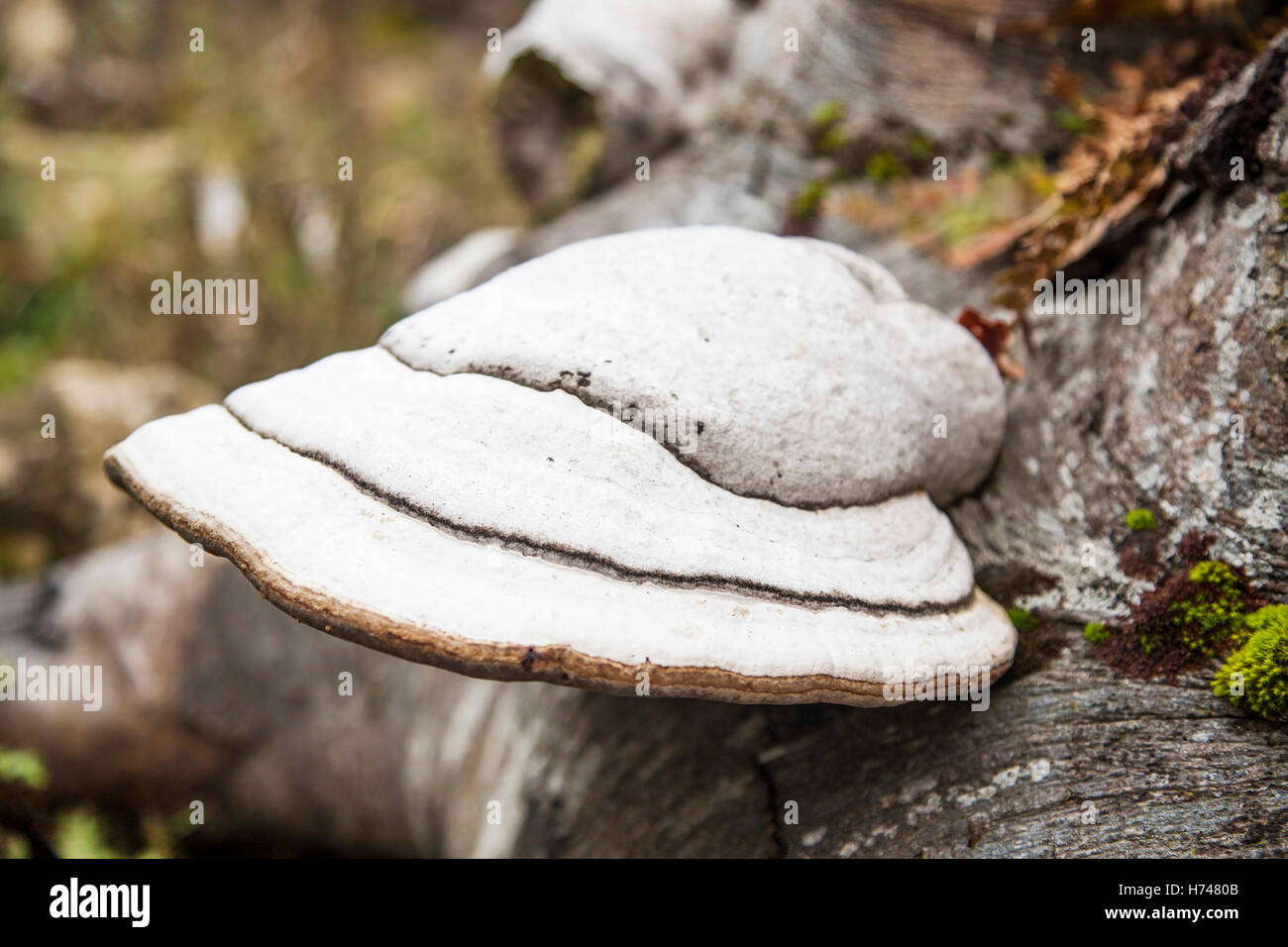 Fomes fomentarius sur un beech tree, champignon parasite Banque D'Images