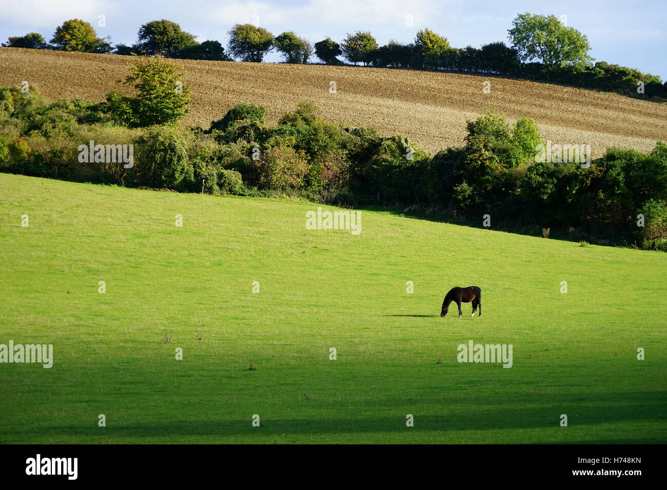 Un cheval broute dans un pré sur la colline près de Lilley Hollybush dans le Hertfordshire, en Angleterre. Banque D'Images