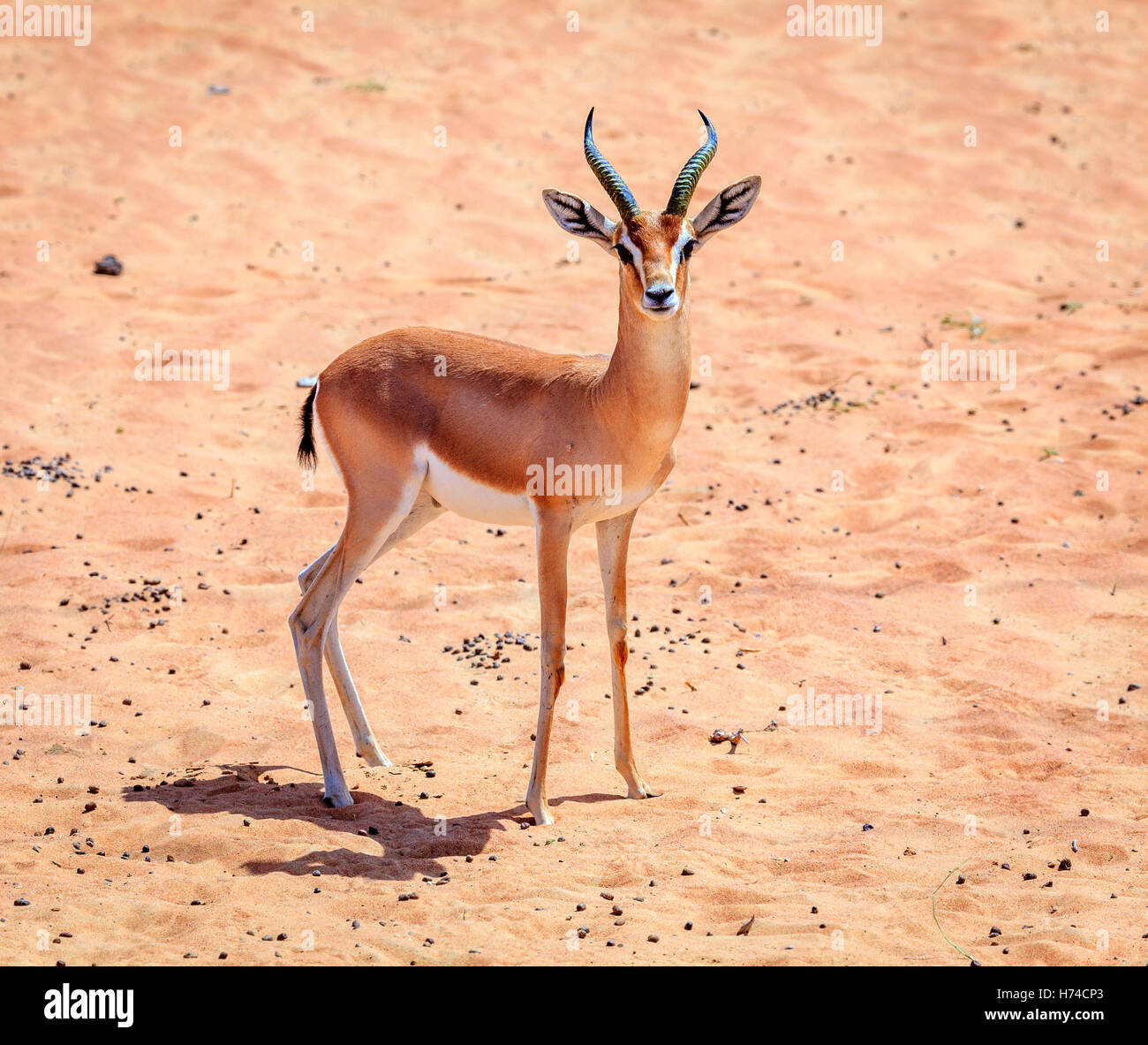 La gazelle d'Arabie dans le désert d'une réserve de conservation près de DUBAÏ, ÉMIRATS ARABES UNIS Banque D'Images