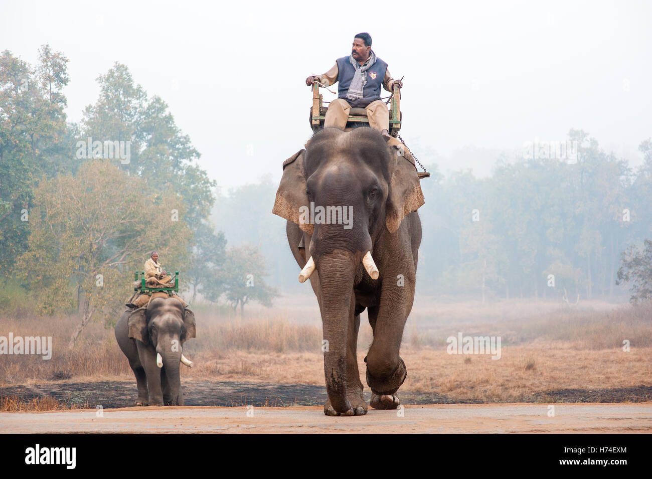 Des éléphants au parc national de bandavgarh Banque D'Images