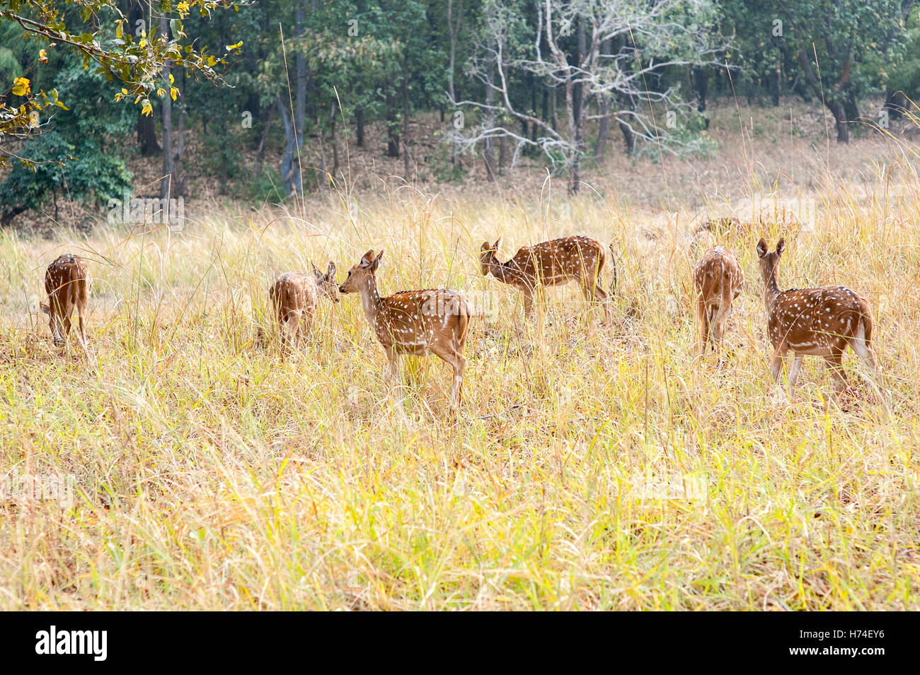 Cerfs dans le parc national de bandavgarh Banque D'Images