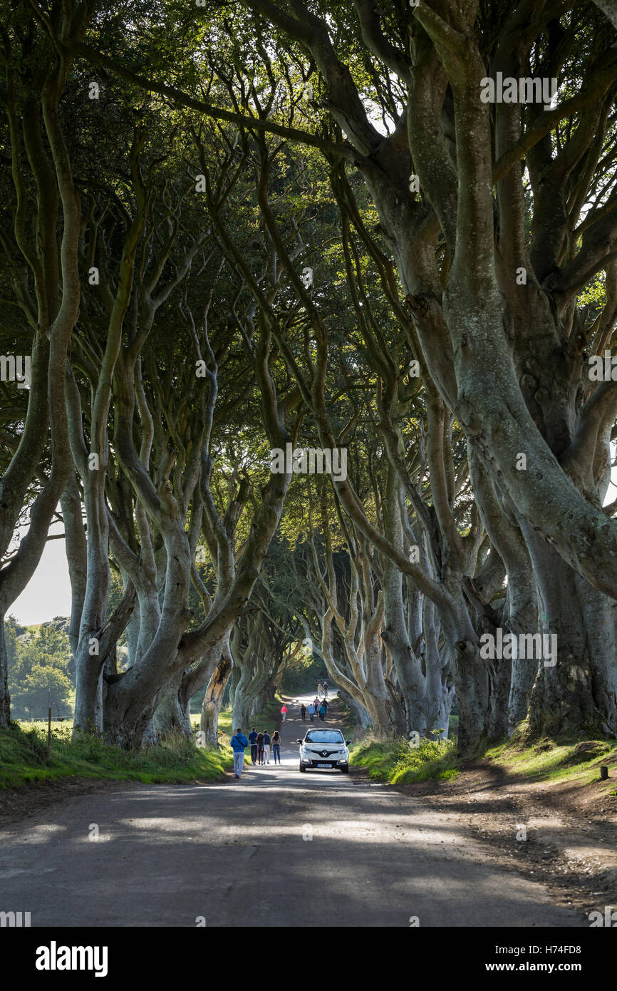 L'obscurité des haies, Bregagh Rd, Ballymoney, Avenue des hêtres utilisé dans la série Game of thrones, Antrim Irlande Banque D'Images L'obscurité des haies, Bregagh Rd, Ballymoney, Avenue des hêtres utilisé dans la série Game of thrones, Antrim Irlande Banque D'Images
