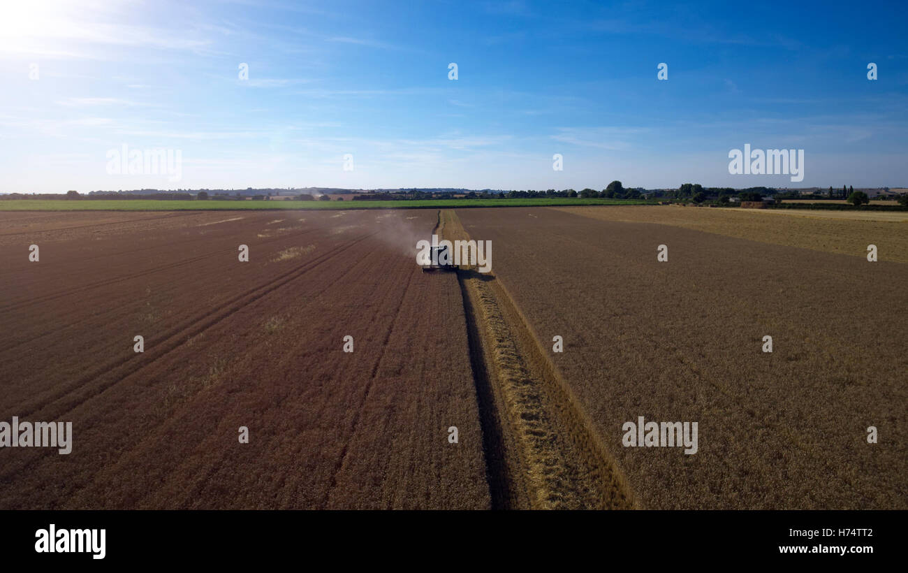Vue aérienne de la moissonneuse-batteuse, travaillant dans le champ de blé Banque D'Images
