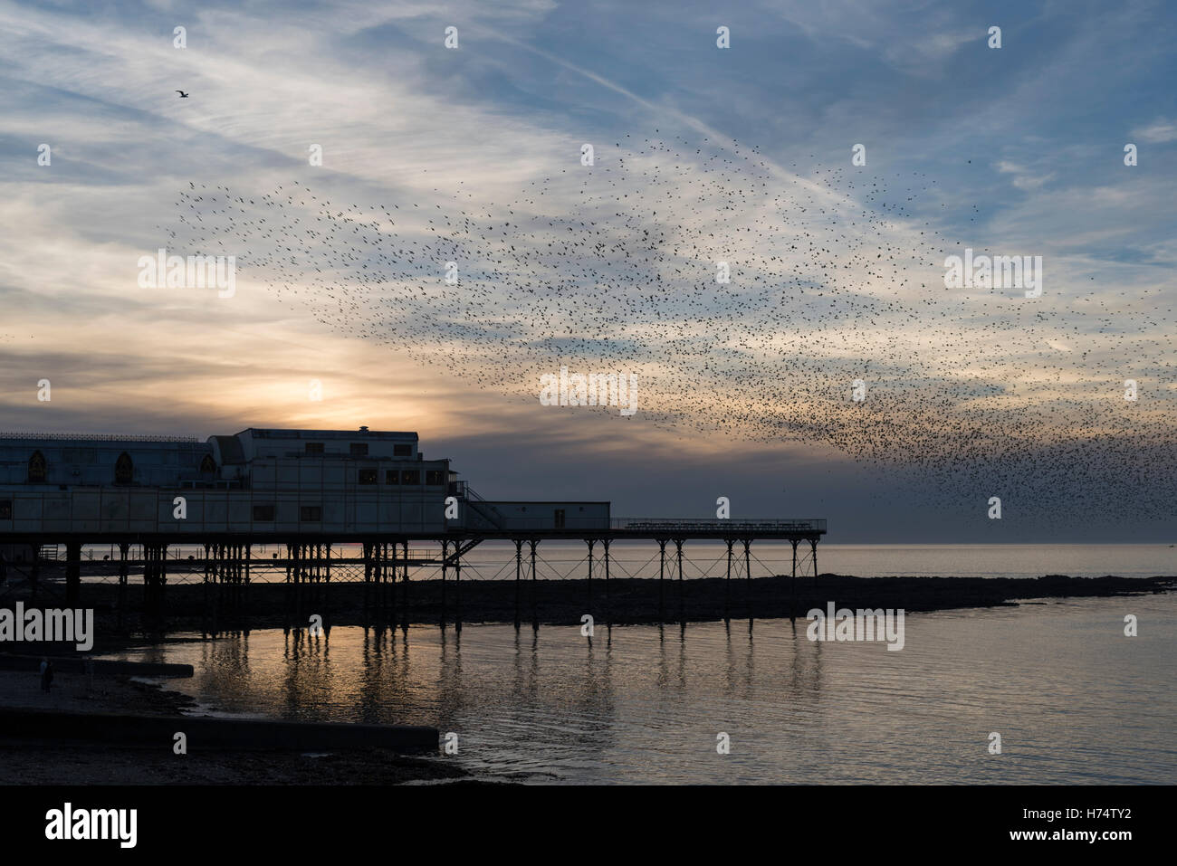 Un troupeau d'étourneaux murmuration Aberystwyth sur jetée victorienne datant de 1865. Banque D'Images