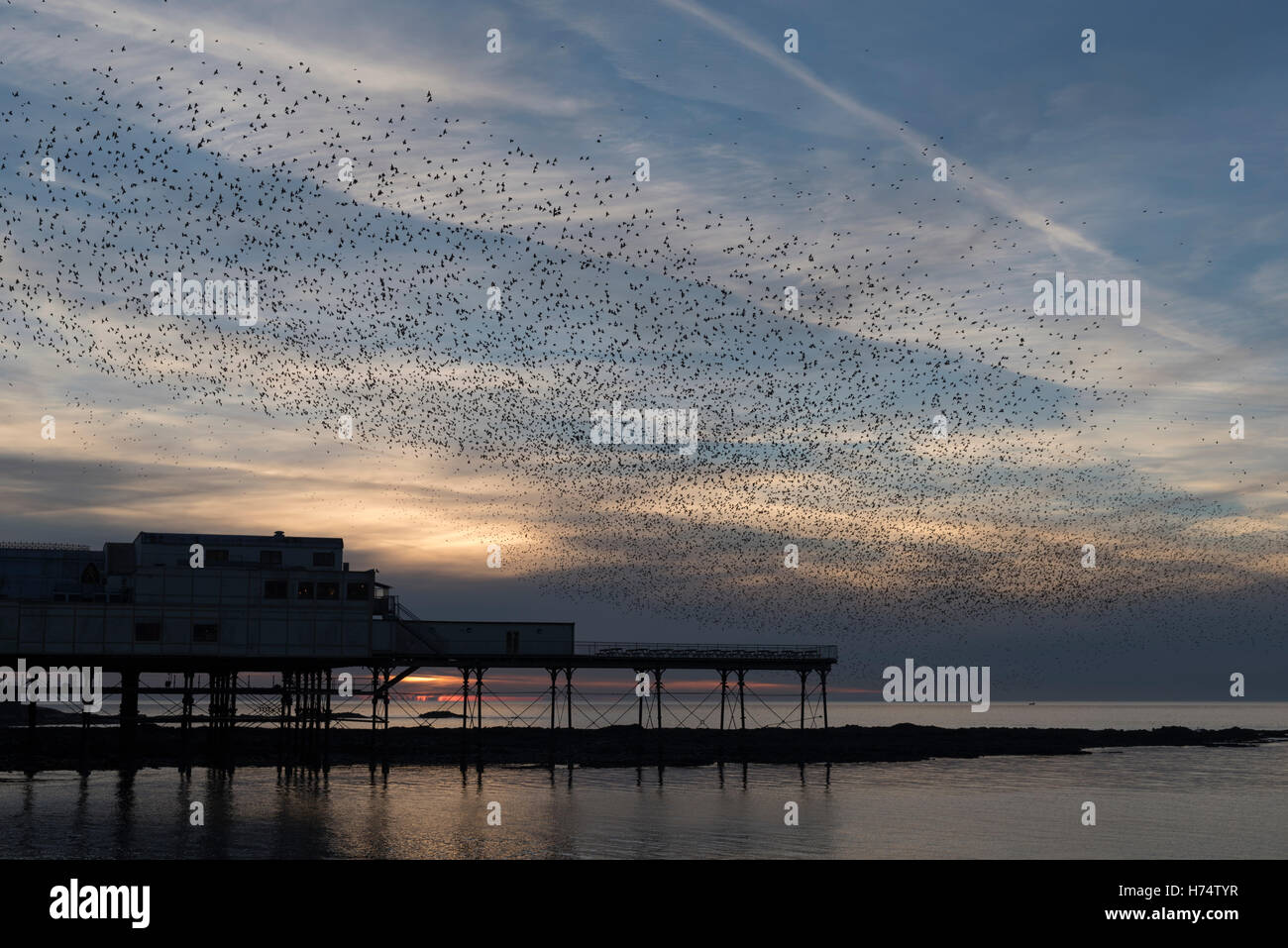 Un troupeau d'étourneaux murmuration Aberystwyth sur jetée victorienne datant de 1865. Banque D'Images