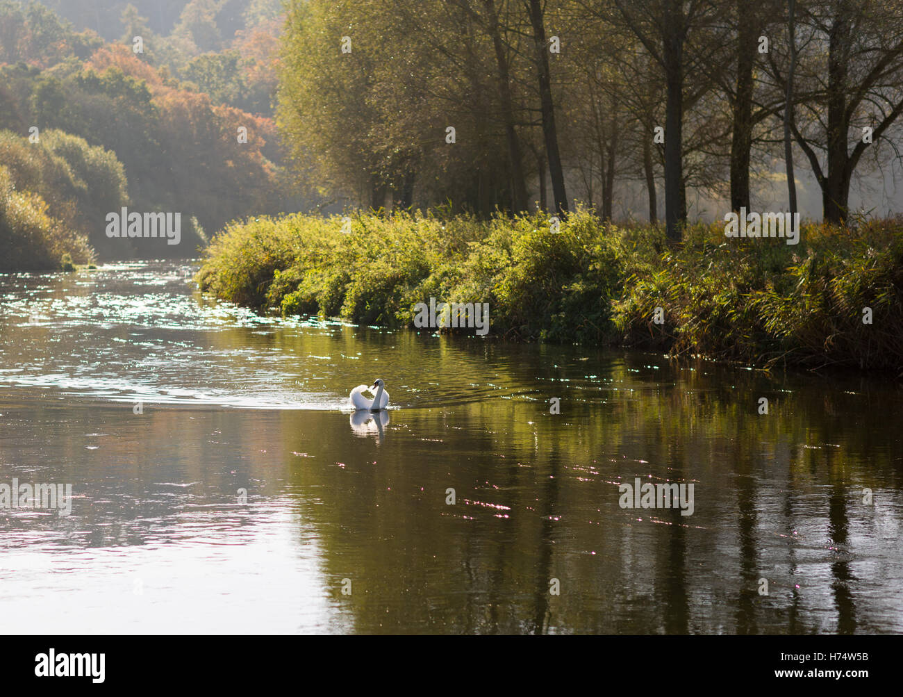 Swan vierges comme le verre flottant vers le bas fleuve. Banque D'Images