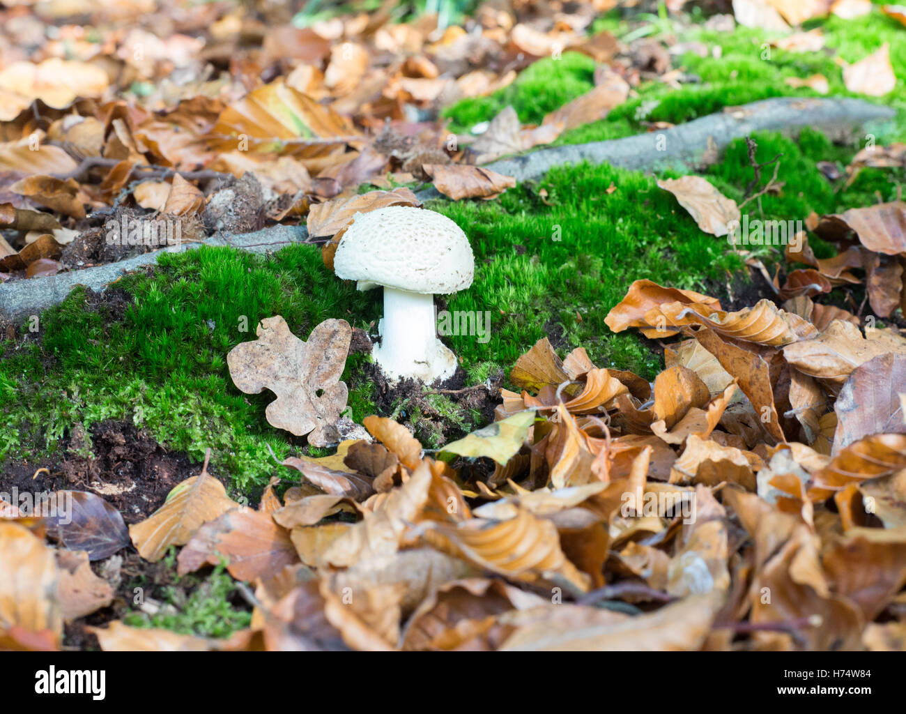 Champignons sauvages parfaite bouton blanc. Banque D'Images