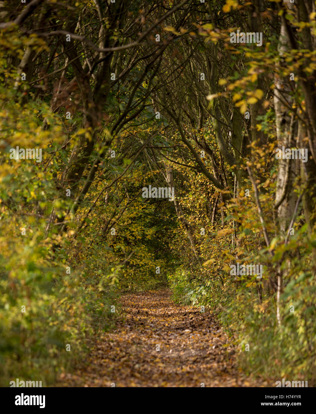 Tunnel d'arbres dans la forêt Banque D'Images