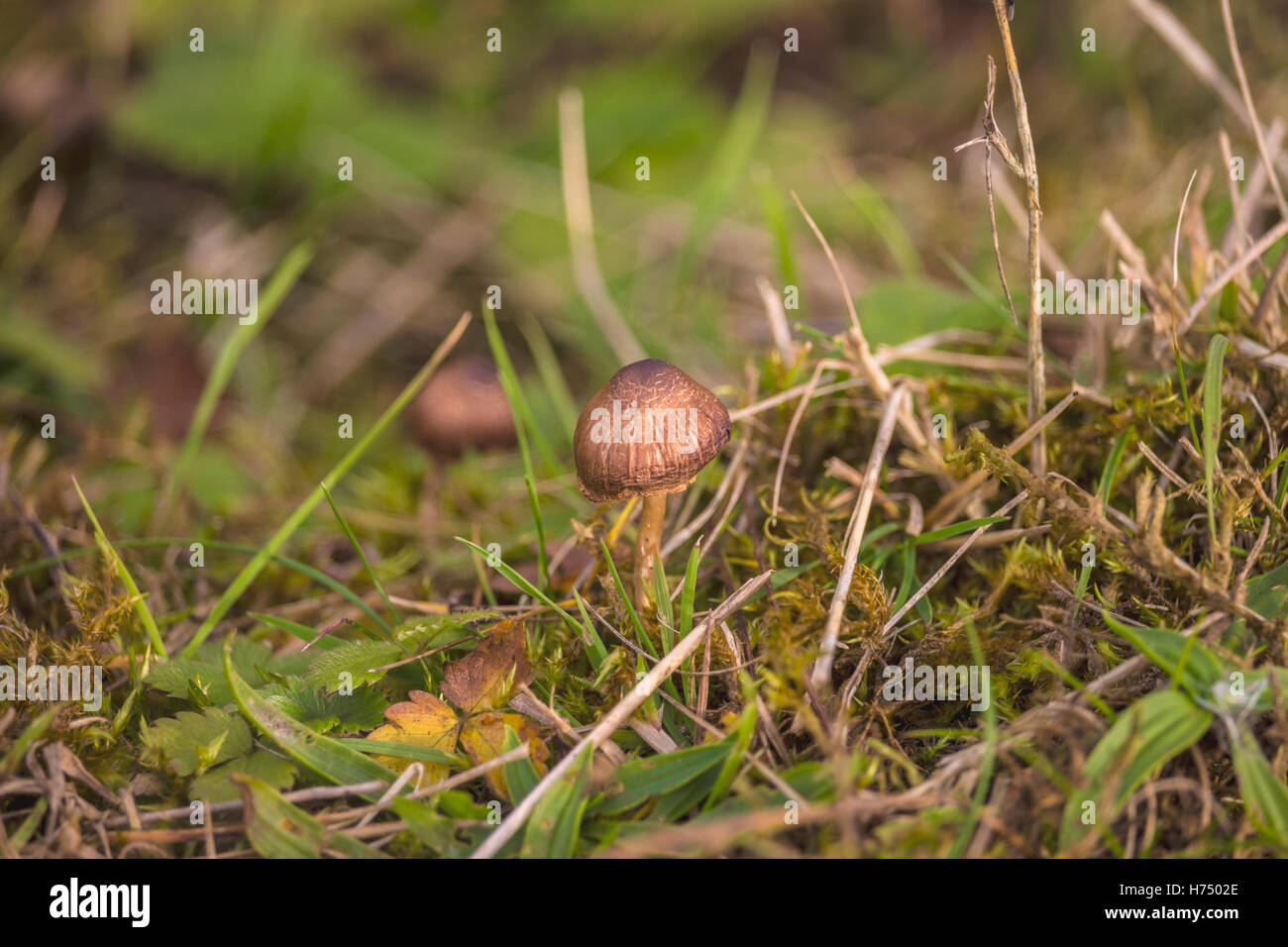 Vieux sage mushroom Banque D'Images