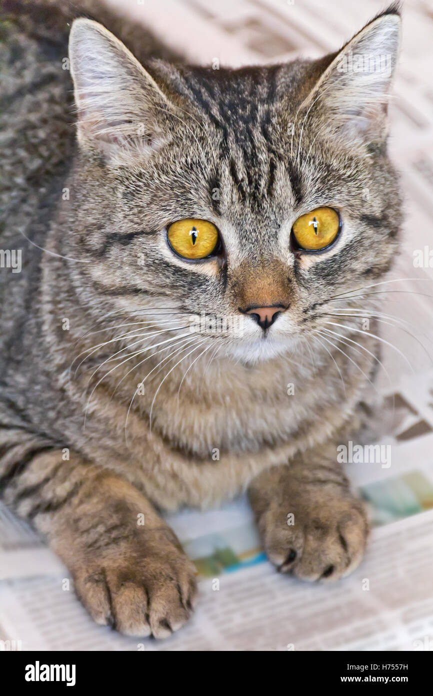 Photo De Chat Tigre Domestique Avec Des Yeux Jaunes Photo Stock Alamy