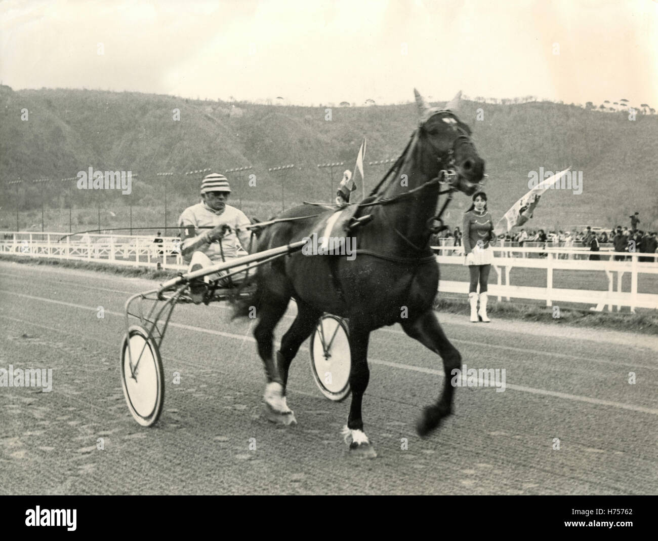 Champion du monde au trot cheval Delphi, Italie Banque D'Images