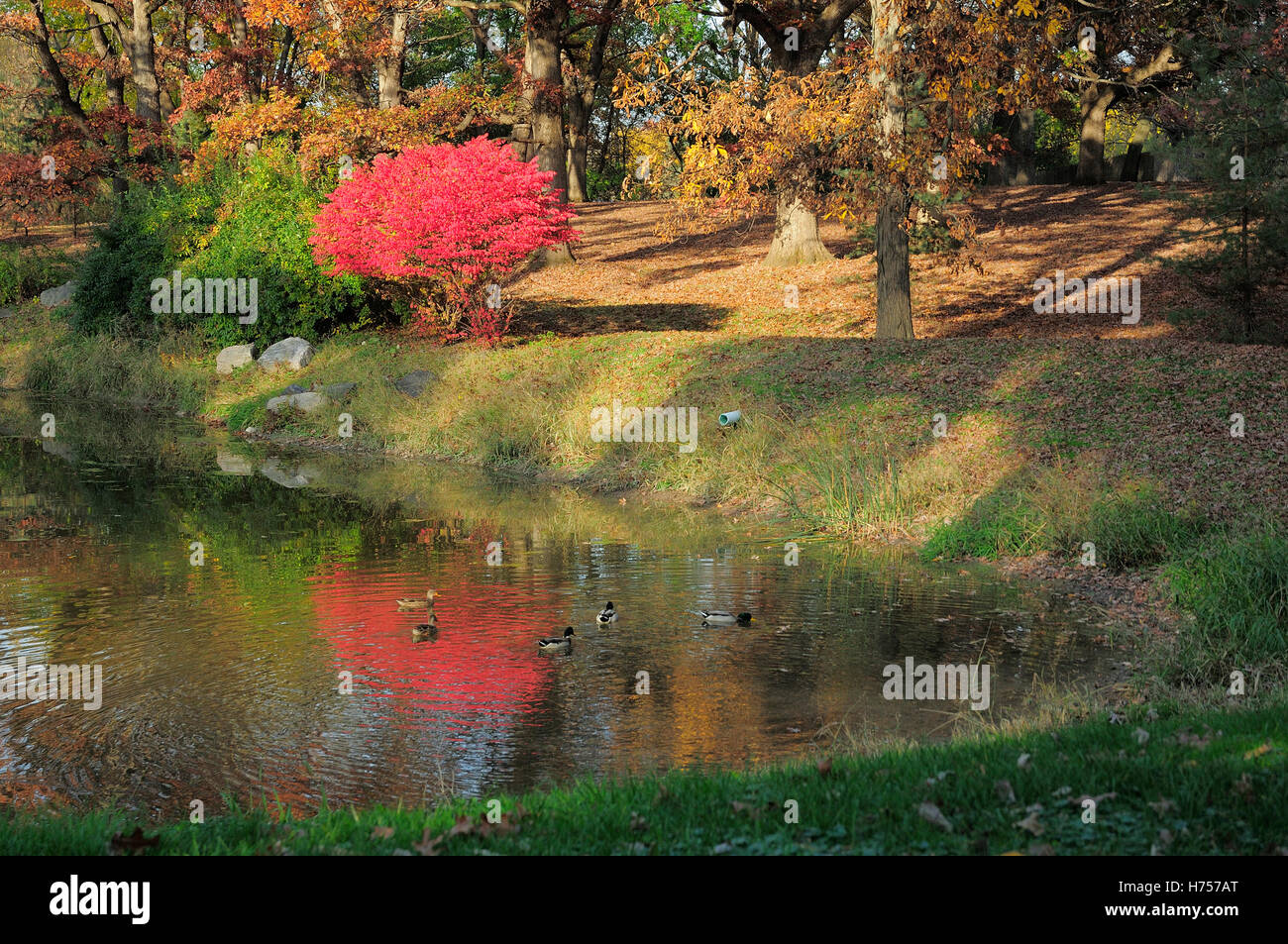 Burning Bush nain à côté de l'étang avec des canards. Banque D'Images