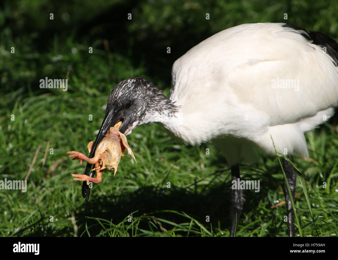 Sacré africain (blanc) Ibis (Threskiornis aethiopicus) se nourrissant d'un petit oiseau poussin, au sujet d'avaler Banque D'Images