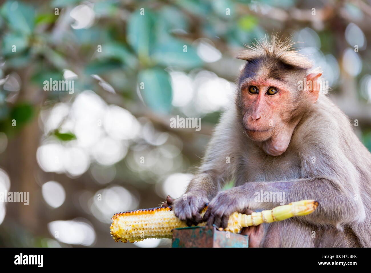 Le bonnet est un macaque macaque endémique au sud de l'Inde. Sa répartition est limitée par l'océan Indien sur trois côtés. Banque D'Images