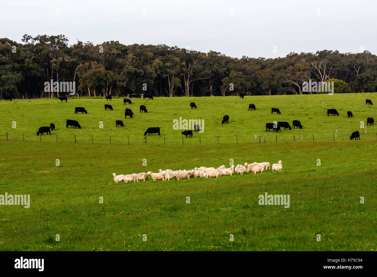 Ferme australienne, vaches et moutons Banque D'Images