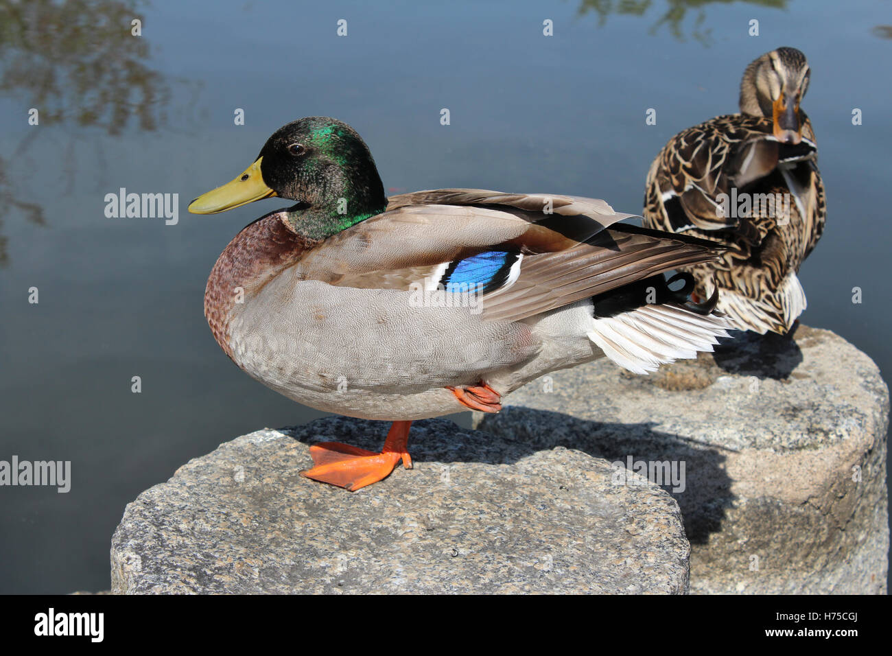 Canards mandarins sur la pierre à côté de l'étang au parc Maruyama à Kyoto, Japon Banque D'Images