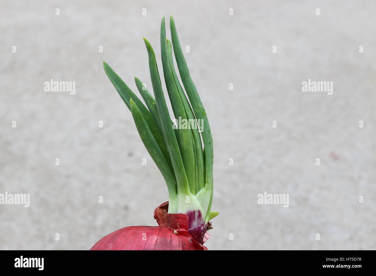 Les oignons espagnols avec de nouvelles pousses sprouting Banque D'Images