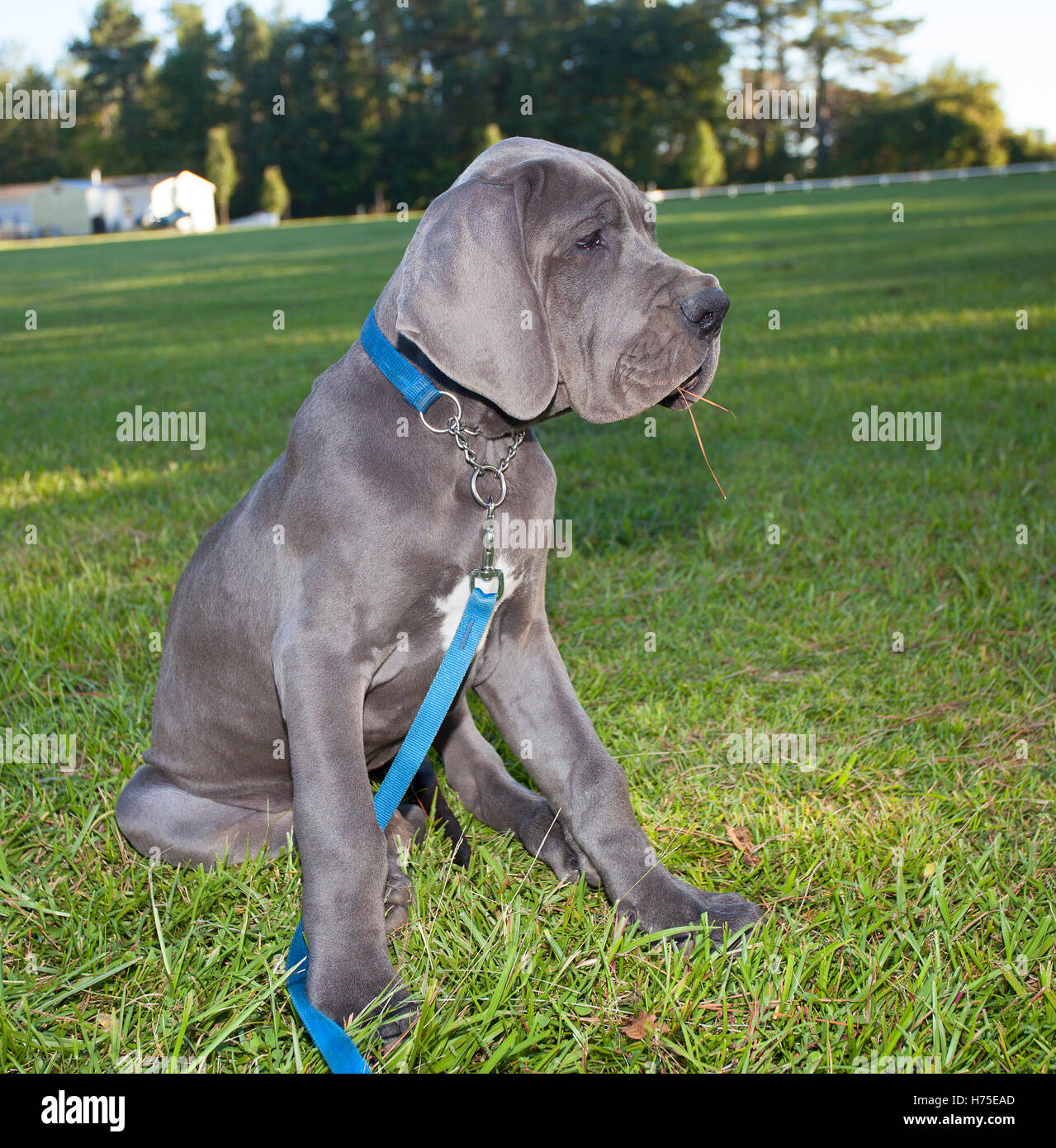 Chiot Dogue Allemand gris détente sur un terrain herbeux avec paille de pin  dans la bouche Photo Stock - Alamy