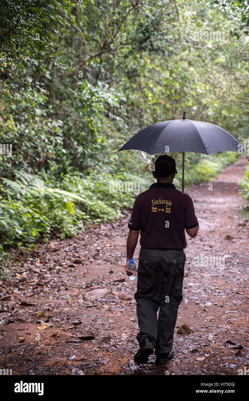 Guide de la forêt de Sinharaja Banque D'Images