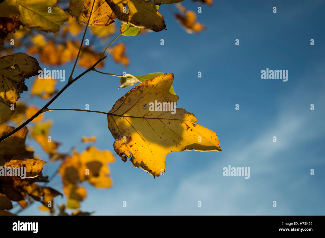 Des feuilles d'automne jaune contre un ciel bleu Banque D'Images