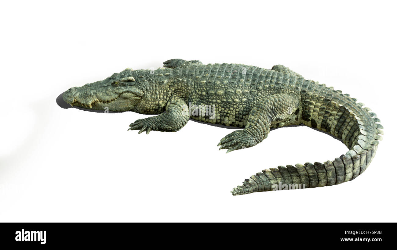 Morsure du Nil crocodile wild river power agressif des mâchoires carnivores Asie Banque D'Images