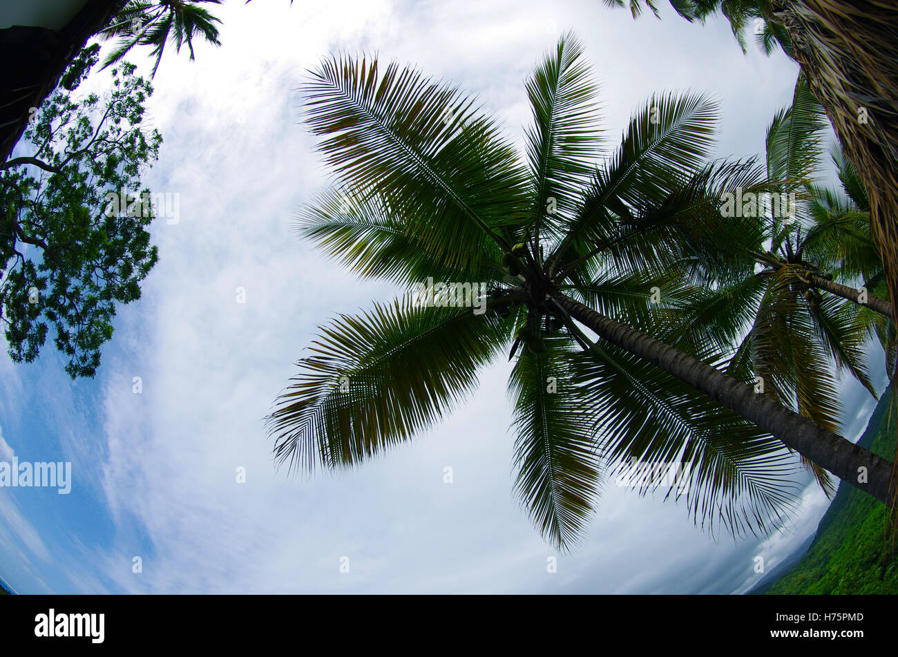 Vue de dessous sur le palmier et ciel bleu, Baraoha, Dominicana, journée d'été Banque D'Images