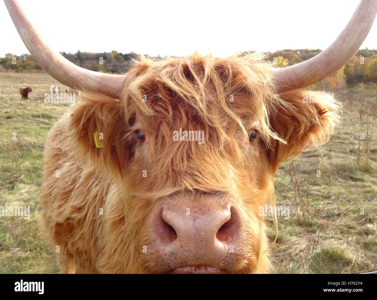 Visage Highland cattle Banque D'Images