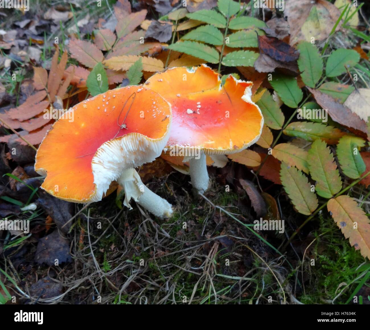 Champignons agaric Fly Banque D'Images