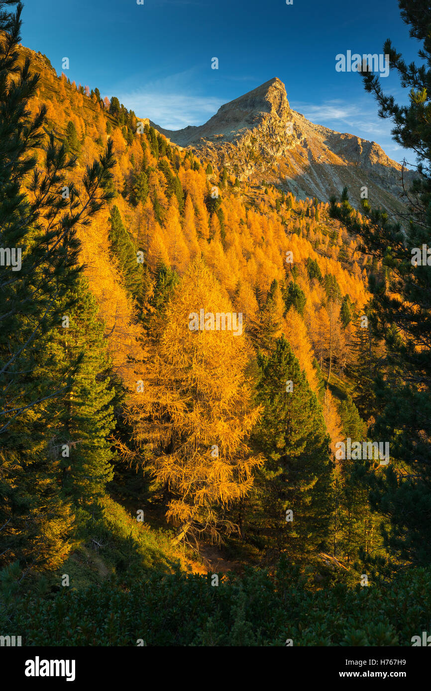 Mélèze, forêt de conifères au coucher du soleil en automne. Groupe de montagne Lagorai. Trentin, Alpes italiennes. Europe. Banque D'Images