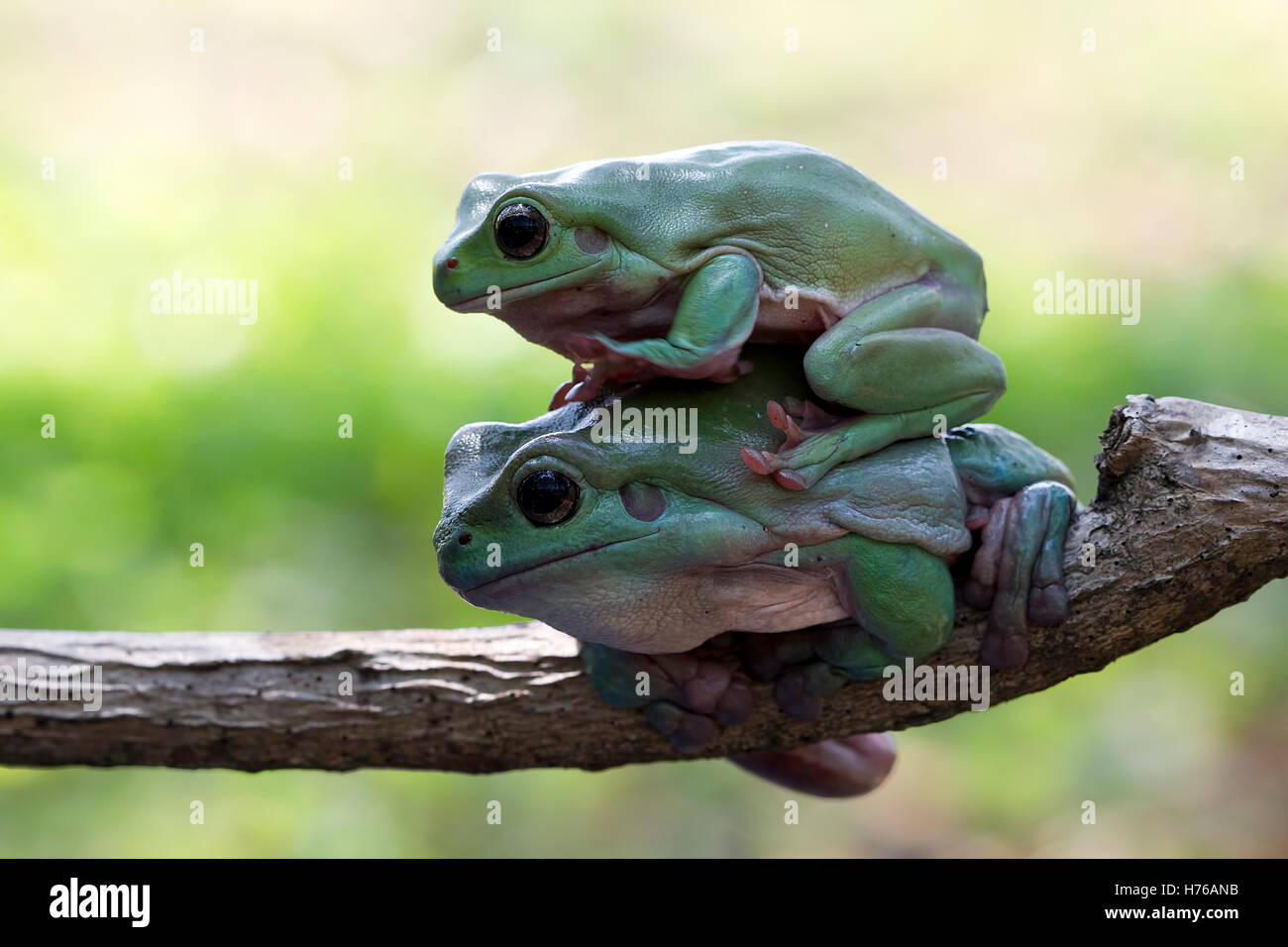 Deux rainettes Dumpy assis sur branche, Indonésie Banque D'Images