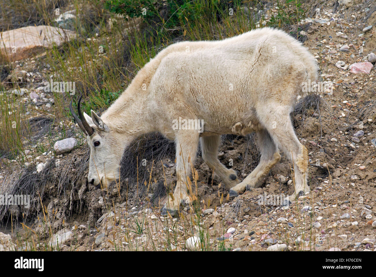 Chèvre des montagnes Rocheuses (Oreamnos americanus) en quête de femelles pente rocheuse de montagne, le Parc National Jasper, Alberta, Canada Banque D'Images