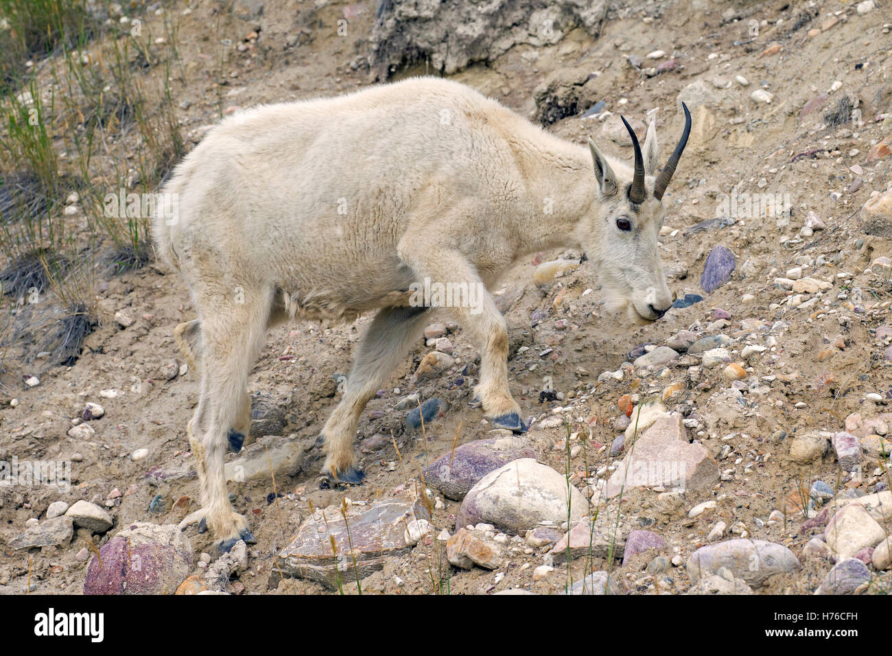 Chèvre des montagnes Rocheuses (Oreamnos americanus) en quête de femelles pente rocheuse de montagne, le Parc National Jasper, Alberta, Canada Banque D'Images