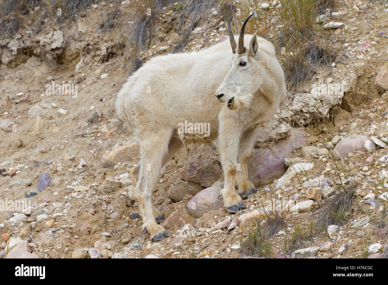 Chèvre des montagnes Rocheuses (Oreamnos americanus) en quête de femelles pente rocheuse de montagne, le Parc National Jasper, Alberta, Canada Banque D'Images