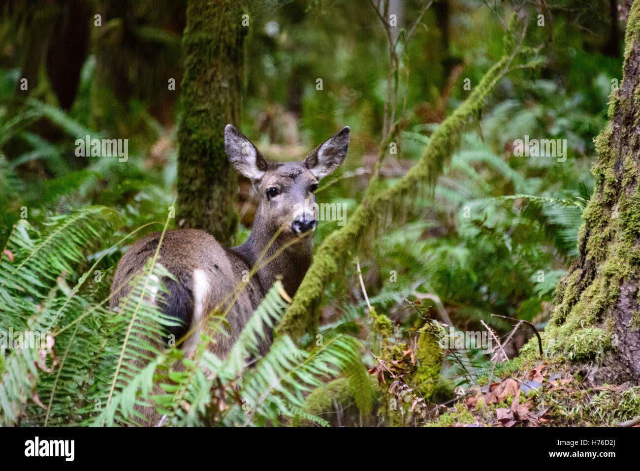 Crescent Lake, Olympic National Park Wildlife Deer Hunting Banque D'Images