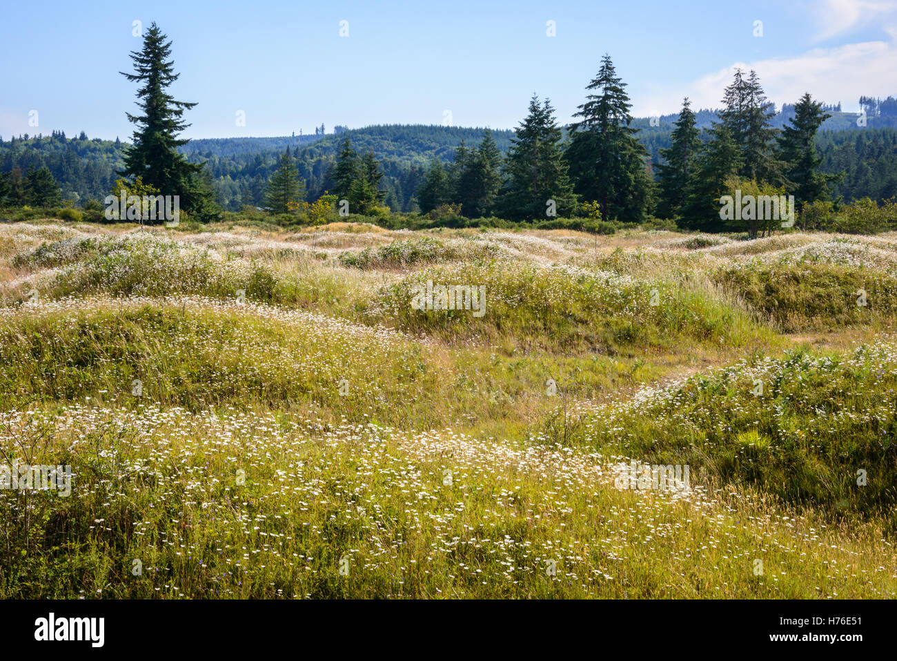 Préserver la zone naturelle des monticules de Mima Banque D'Images