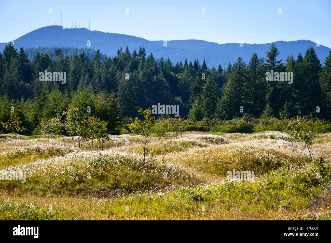 Préserver la zone naturelle des monticules de Mima Banque D'Images