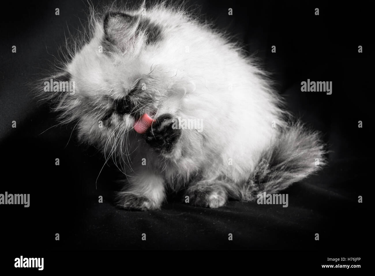 Un jeune, deux mois persan himalayen Blue Point nettoyage chaton lui-même - en noir et blanc avec un soupçon de couleur sur son toun Banque D'Images