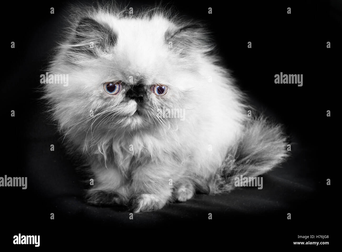 Un jeune, deux mois persan himalayen Blue Point - chaton en noir et blanc avec une touche de couleur dans les yeux Banque D'Images